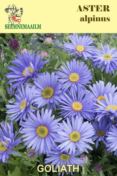 Aster alpi "Goliath"